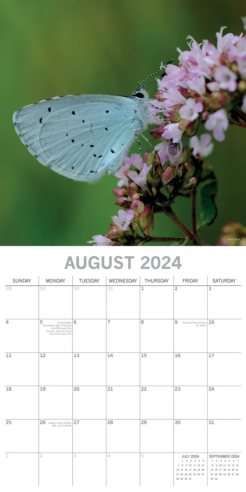 Butterflies 2024 Square Wall Calendar Natural Animals 16 Months Premium Planner Price