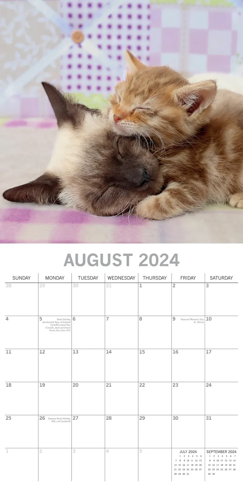 Cats & Kittens 2024 Square Wall Calendar Pets Animals 16 Months Premium Planner Price
