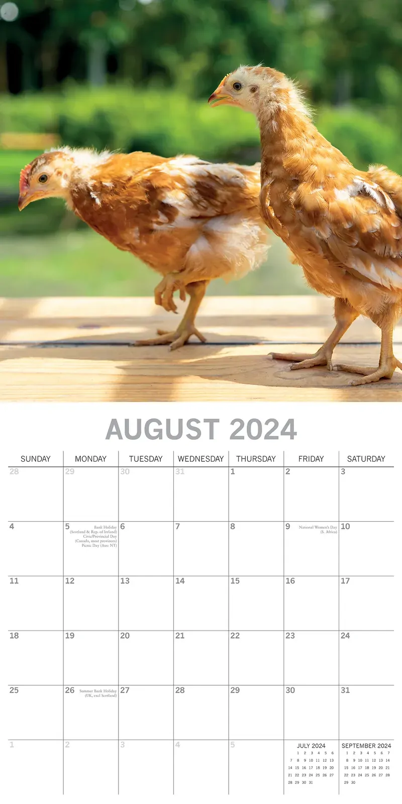 Chickens - 2024 Square Wall Calendar Pets Animals 16 Months Premium Planner Gift Price