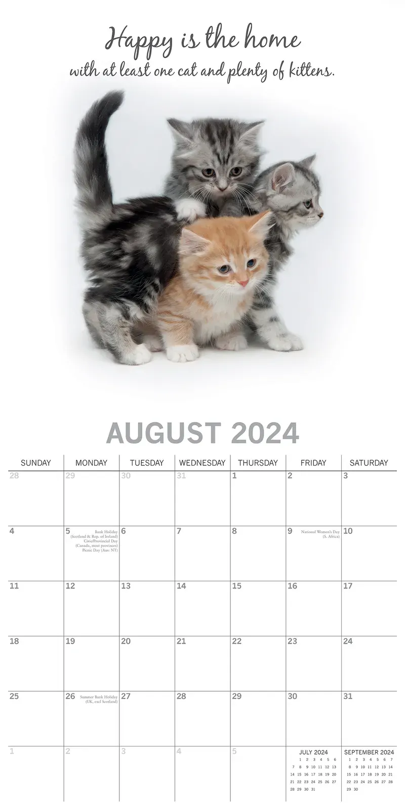 Cute Kittens - 2024 Square Wall Calendar Pets Animals 16 Months Premium Planner Price