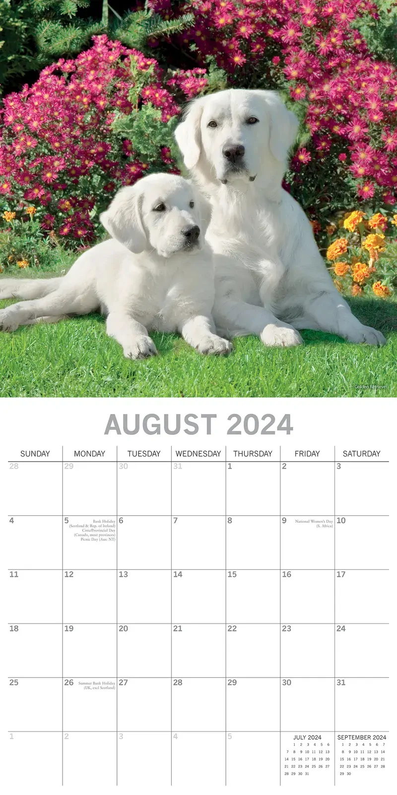 Dogs & Puppies - 2024 Square Wall Calendar Pets Animals 16 Month Premium Planner Price