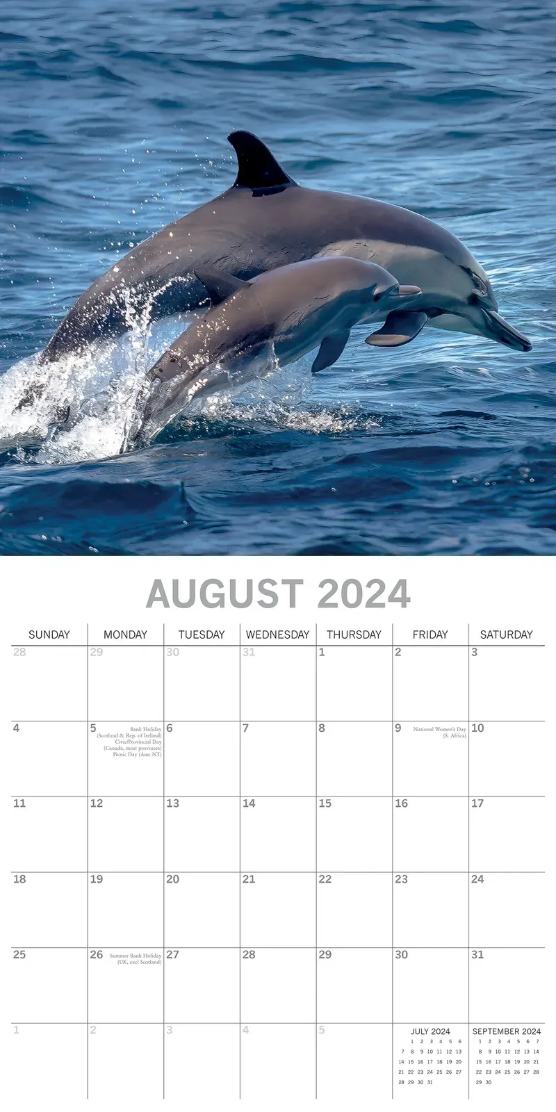 Dolphins - 2024 Square Wall Calendar Sea Animals 16 Months Premium Planner Gift Price