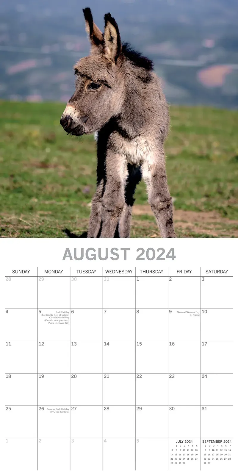 Donkeys - 2024 Square Wall Calendar Pets Animals 16 Months New Year Planner Gift Price