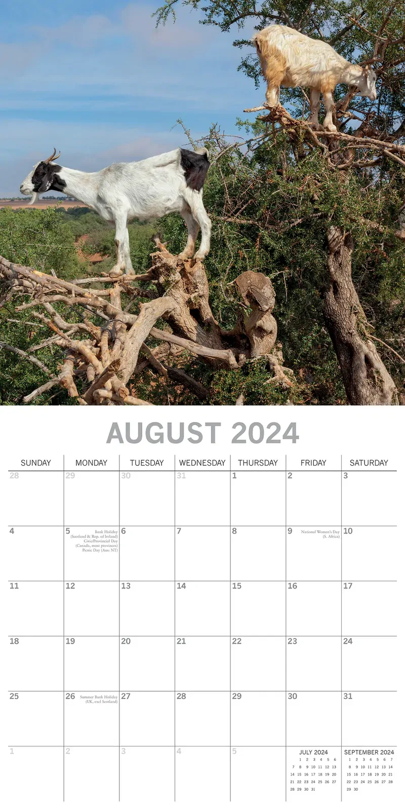 Goats in Trees - 2024 Square Wall Calendar Pets Animals 16 Month New YearPlanner Price