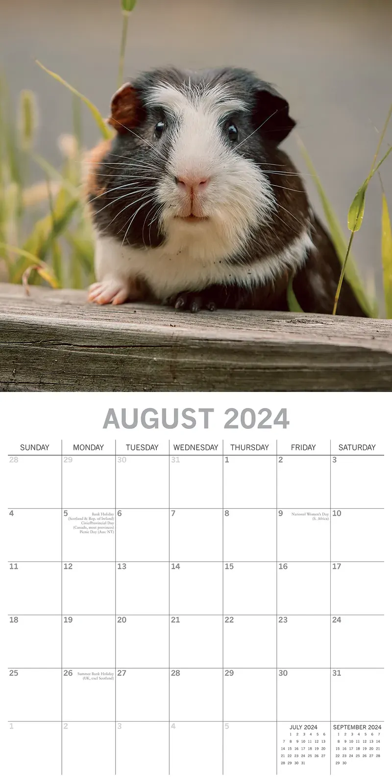 Guinea Pigs - 2024 Square Wall Calendar Cute Pets Animals 16 Months Planner Gift Price