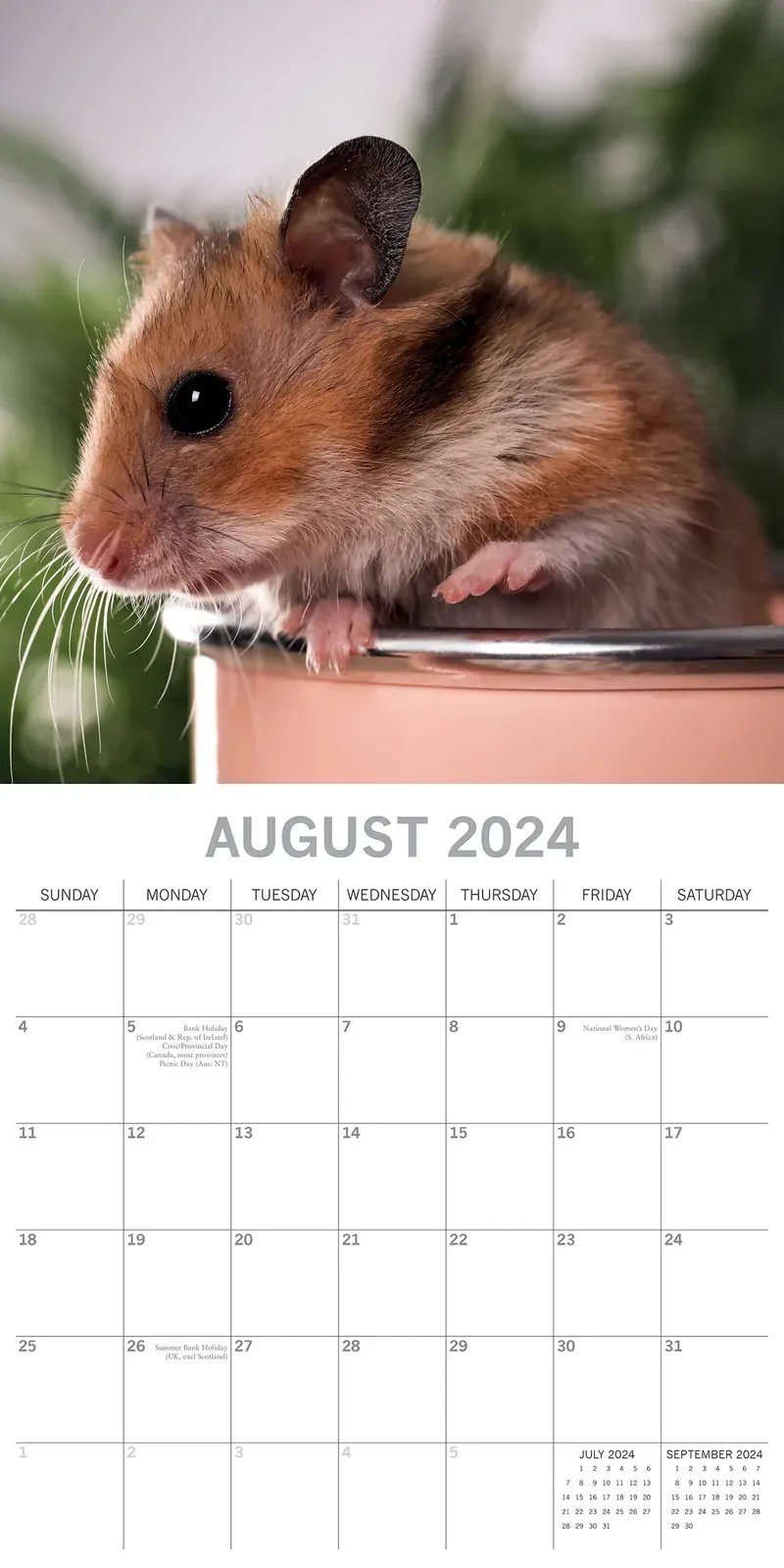 Hamsters - 2024 Square Wall Calendar Cute Pets Animals 16 Months Premium Planner Price