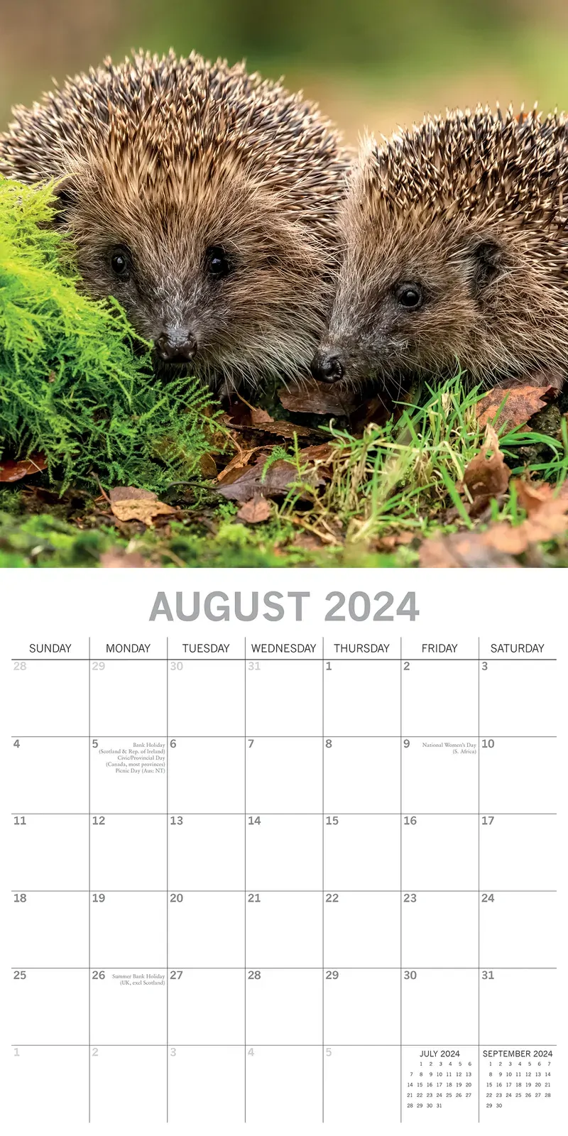 Hedgehogs - 2024 Square Wall Calendar Cute Pets Animals 16 Month Premium Planner Price