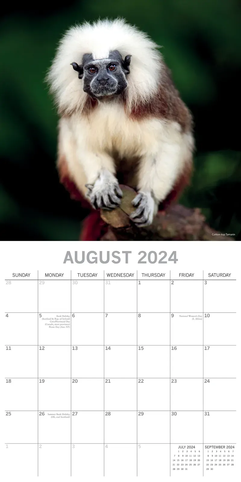 Monkey Business 2024 Square Wall Calendar Pets Animals 16 Months Premium Planner Price