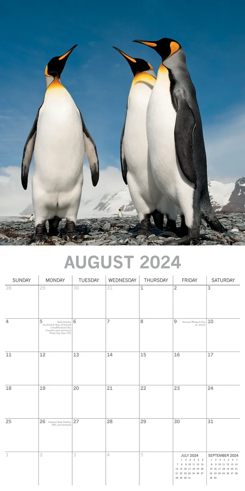 Penguins - 2024 Square Wall Calendar Pets Animals 16 Month New Year Gift Planner Price
