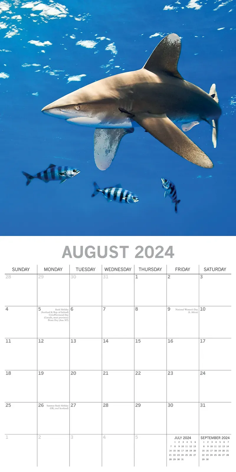 Sharks 2024 Square Wall Calendar Pets Animals 16Month New Year Christmas Planner Price
