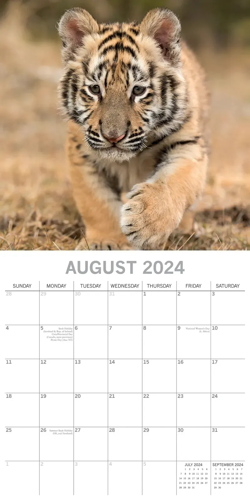 Tigers - 2024 Square Wall Calendar Pets Animals 16 Months New Year Gift Planner Price