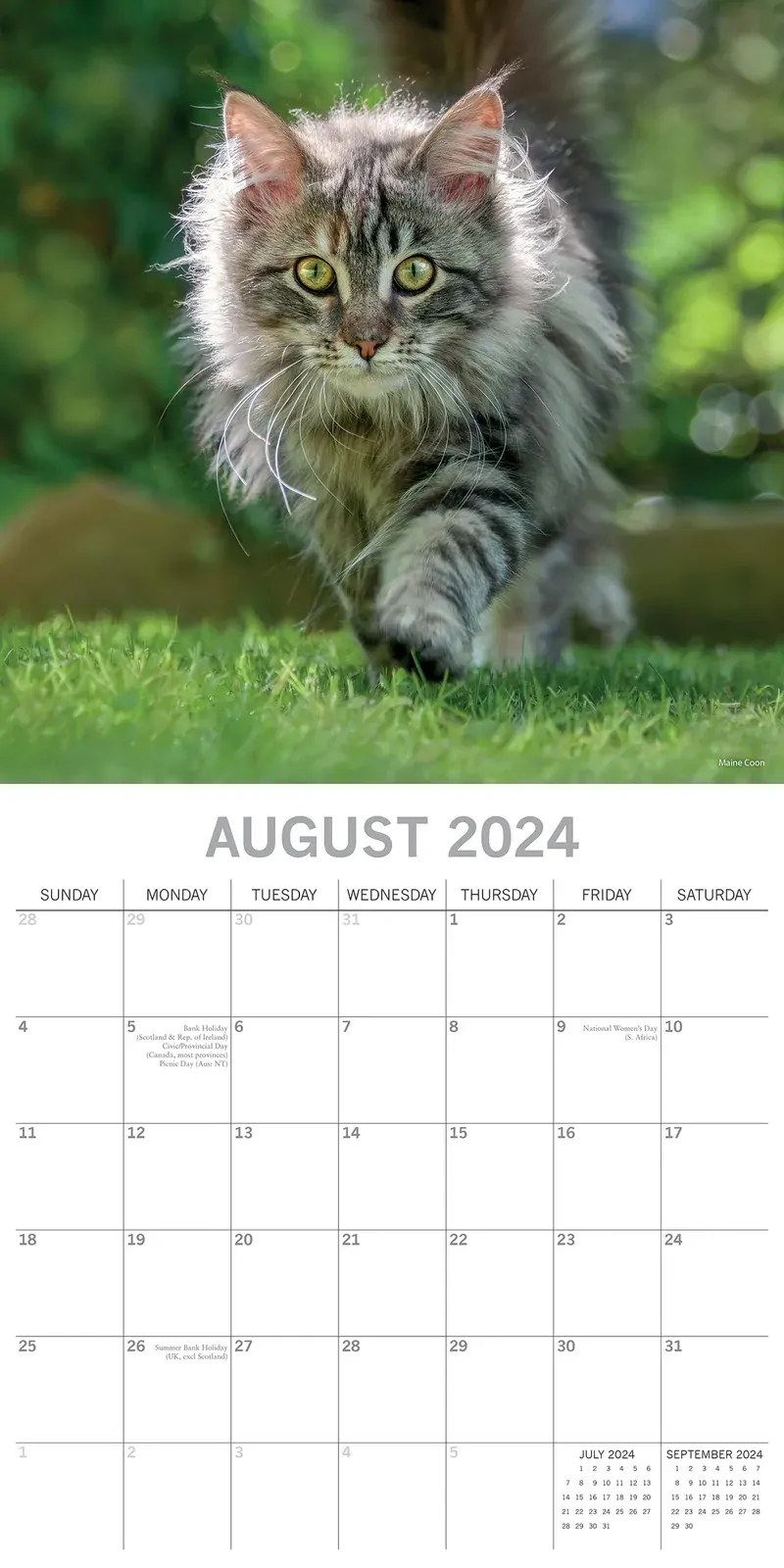 Top Cats - 2024 Square Wall Calendar Pets Animals 16 Months Premium Planner Gift Price