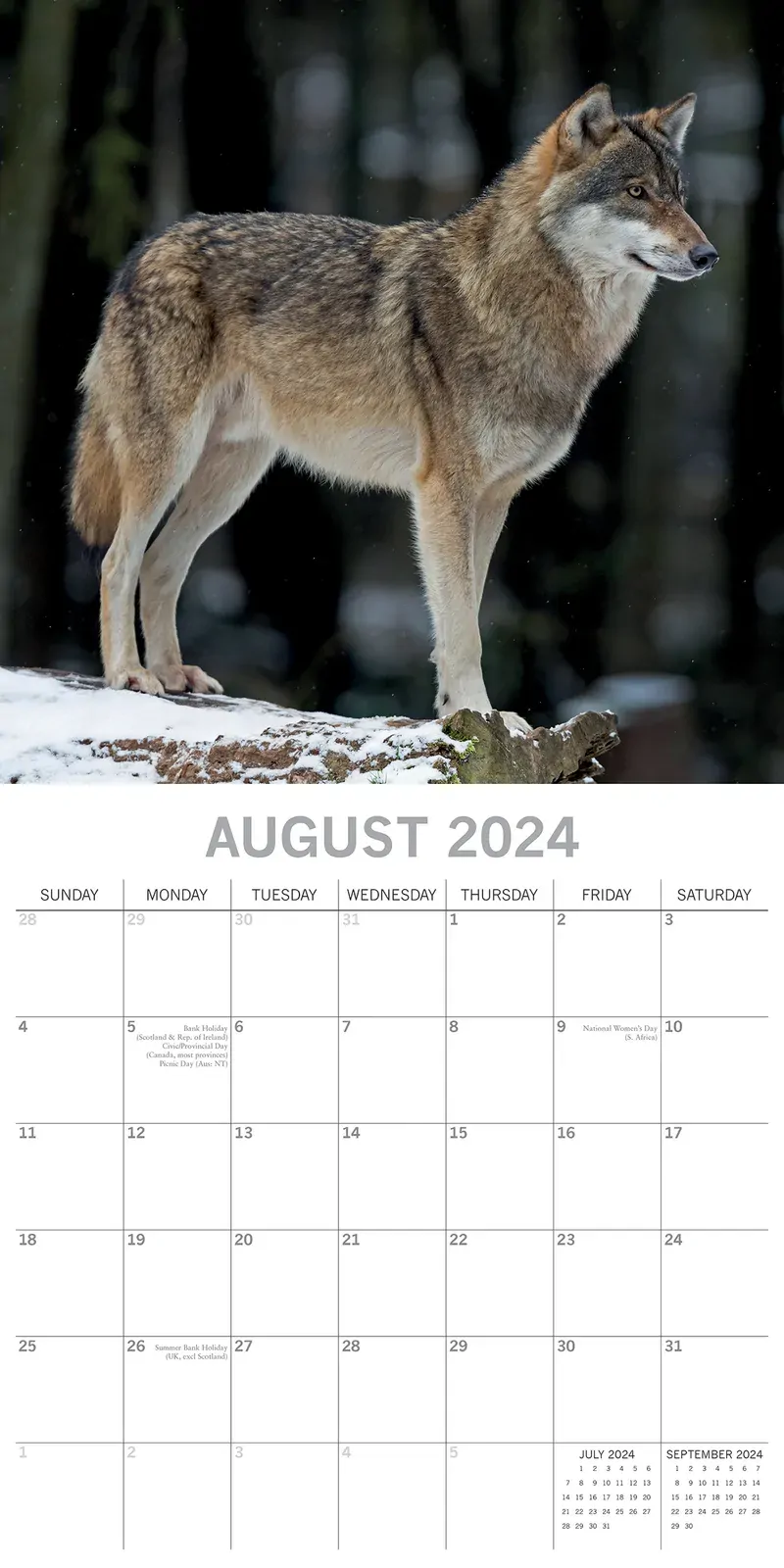 Wolves - 2024 Square Wall Calendar Pets Animals 16 Months Christmas Planner Gift Price