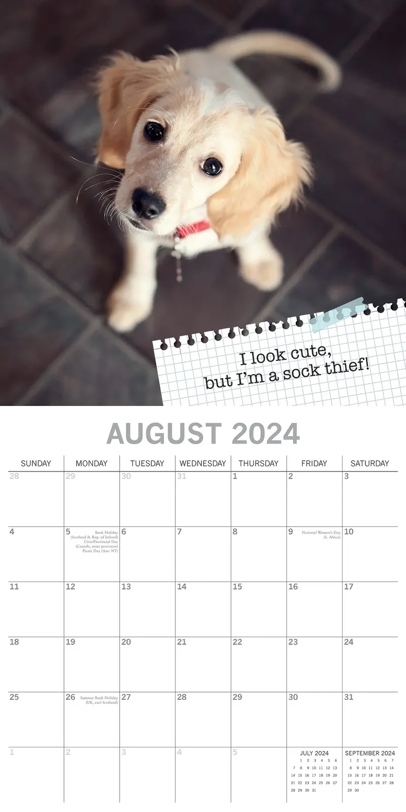 Dog Shaming - 2024 Square Wall Calendar Pets Animals 16 Months Premium Planner Price