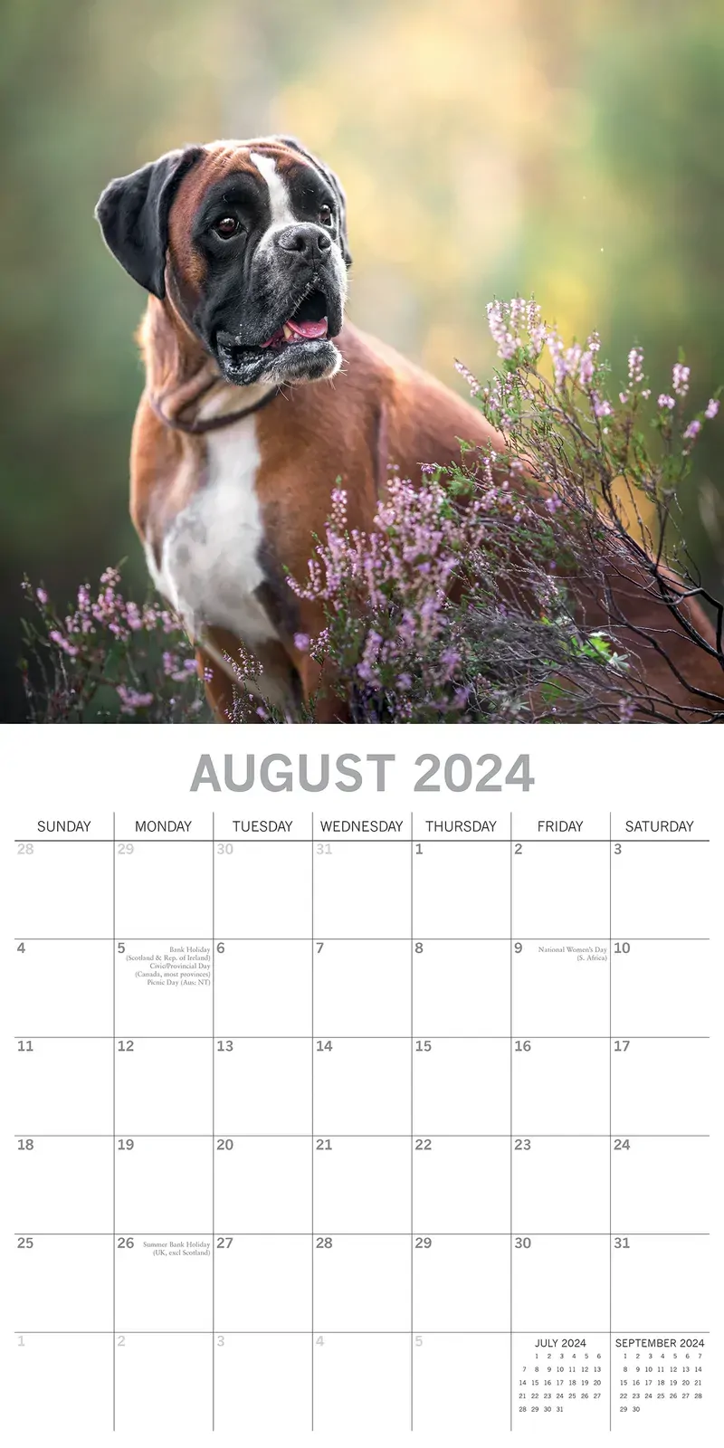 Boxers - 2024 Square Wall Calendar Pets Dog 16 Months Premium Planner New Year Price