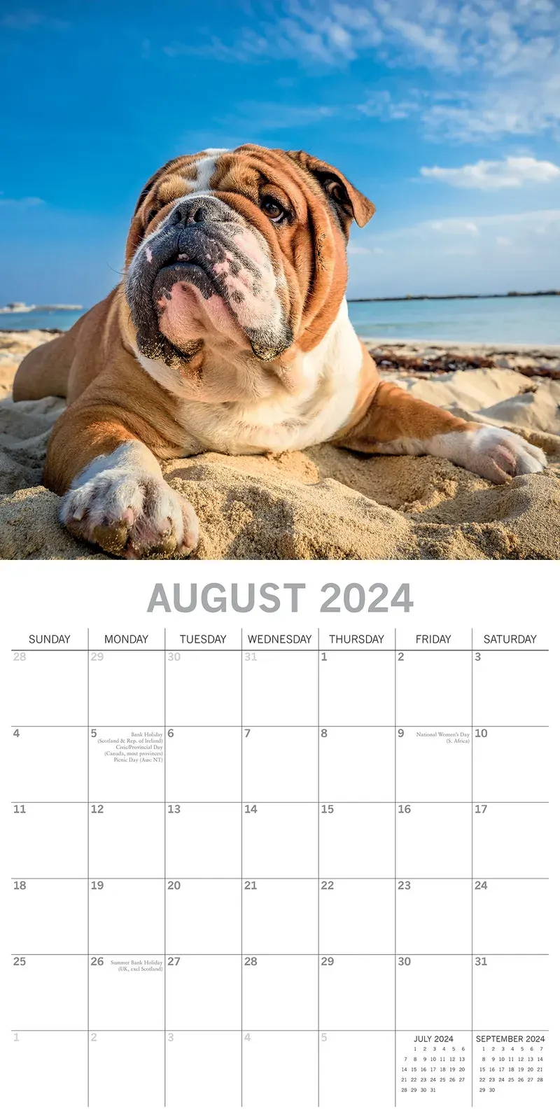 Bulldogs - 2024 Square Wall Calendar Pets Dog 16 Months Premium Planner New Year Price