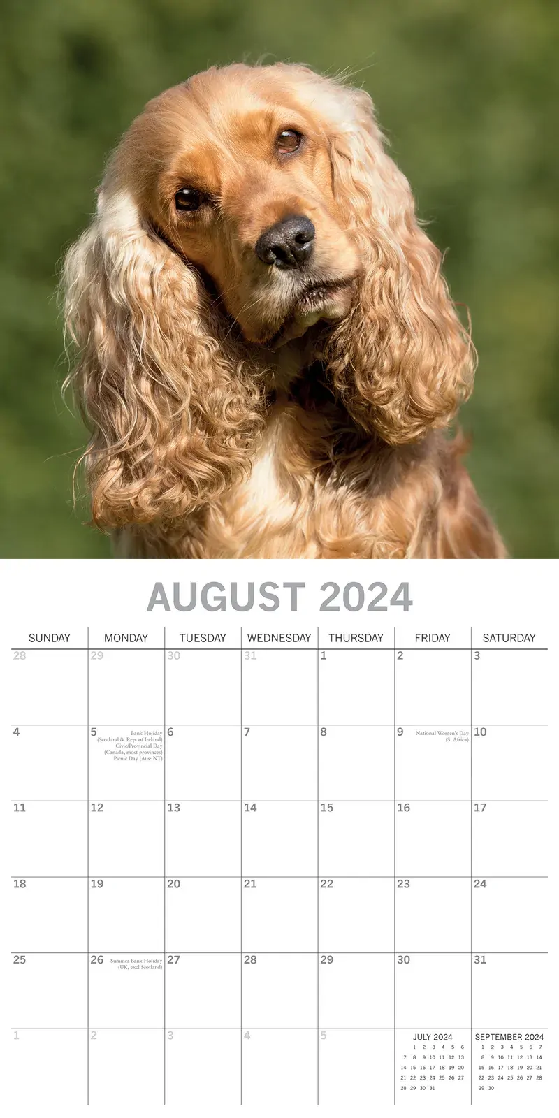 Cocker Spaniels - 2024 Square Wall Calendar Pets Dog 16 Months Premium Planner Price