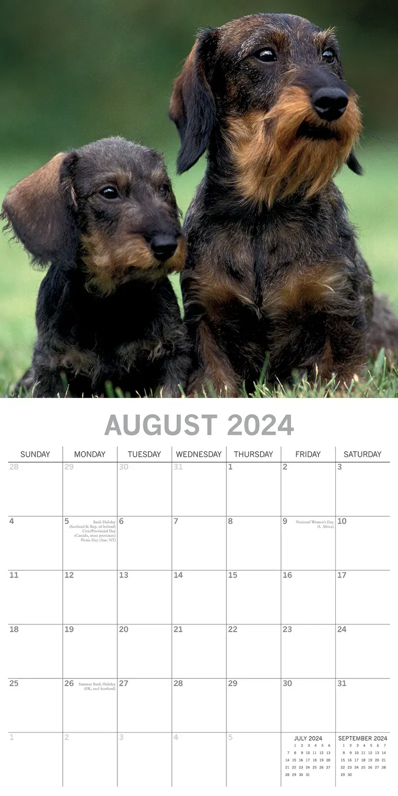 Dachshunds 2024 Square Wall Calendar Pets Dog 16 Months Premium Planner New Year Price