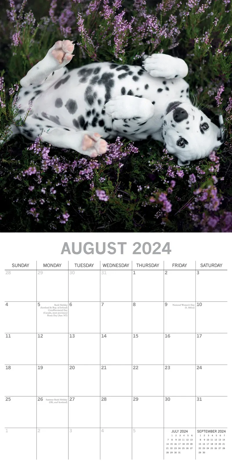 Dalmatians 2024 Square Wall Calendar Pets Dog 16 Months Premium Planner New Year Price