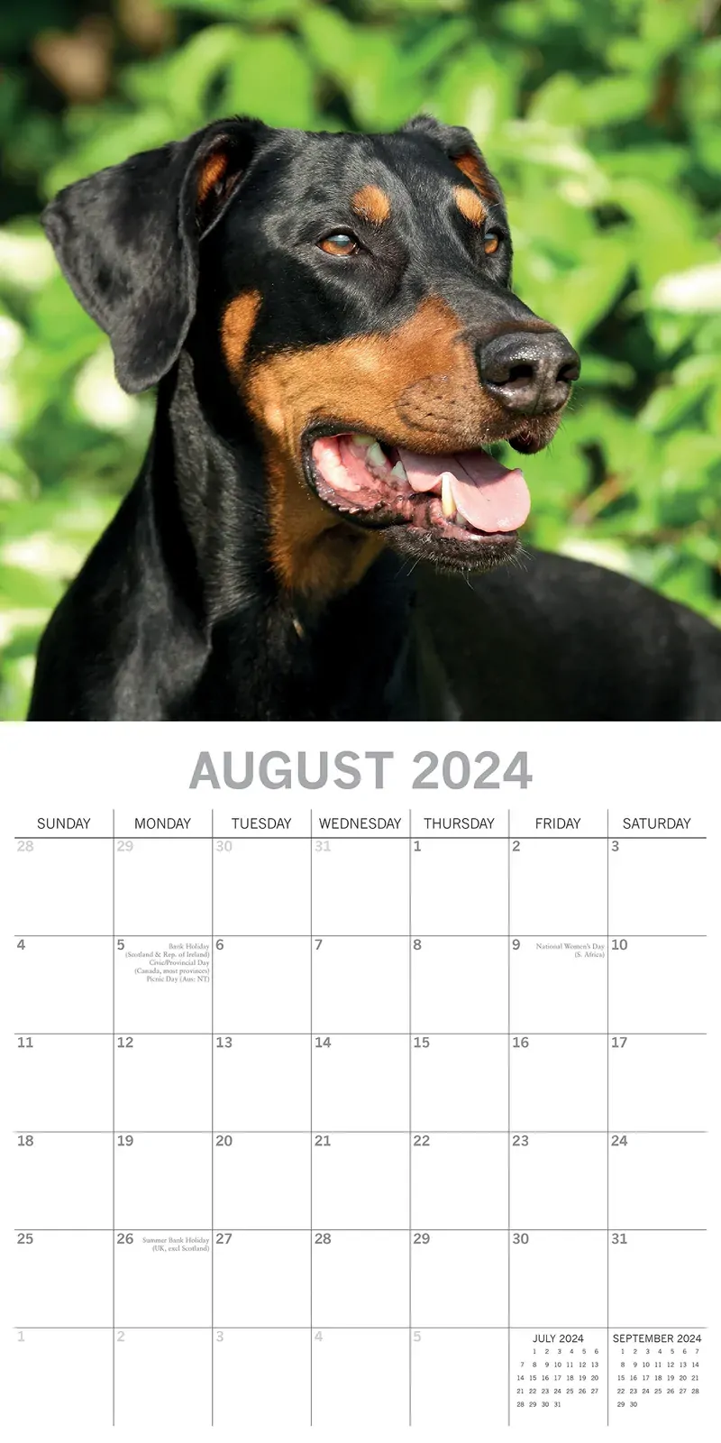 Dobermans - 2024 Square Wall Calendar Pets Dog 16 Month Premium Planner New Year Price