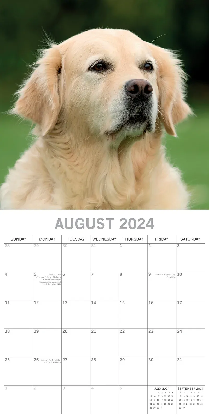 Golden Retrievers - 2024 Square Wall Calendar Pets Dog 16 Months Premium Planner Price