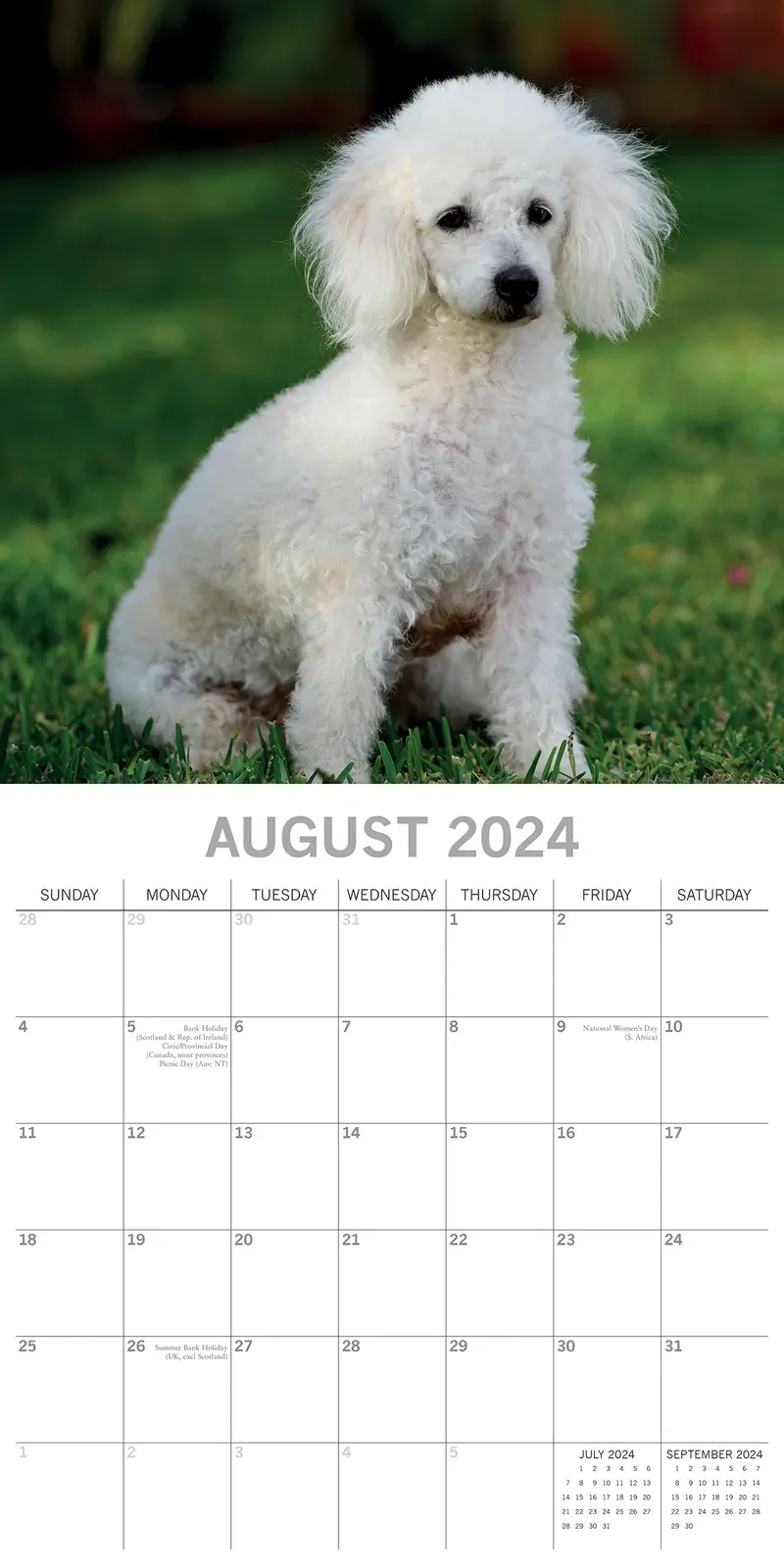 Poodles - 2024 Square Wall Calendar Pets Dog 16 Months Premium Planner New Year Price