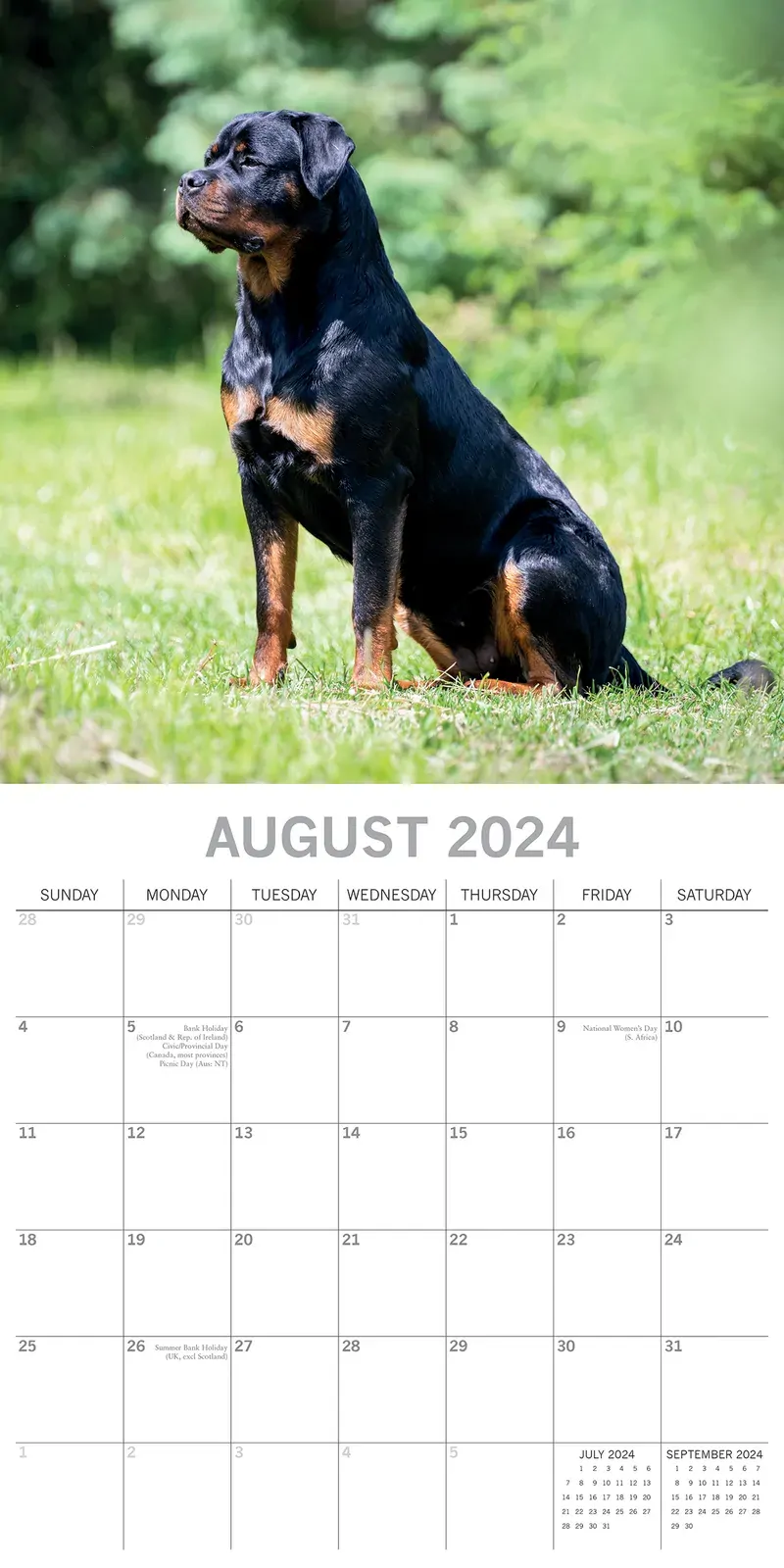 Rottweilers 2024 Square Wall Calendar Pets Dog 16 Month Premium Planner New Year Price