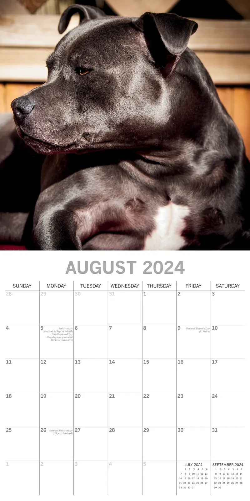 Staffordshire Bull Terriers 2024 Square Wall Calendar Pets Dog 16 Months Planner Price