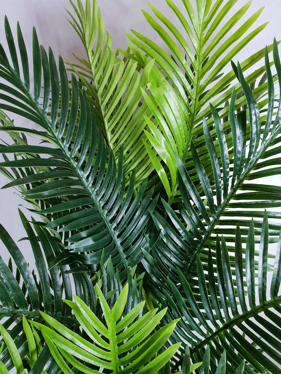 Multi Trunk Hawaii Palm 180cm Price