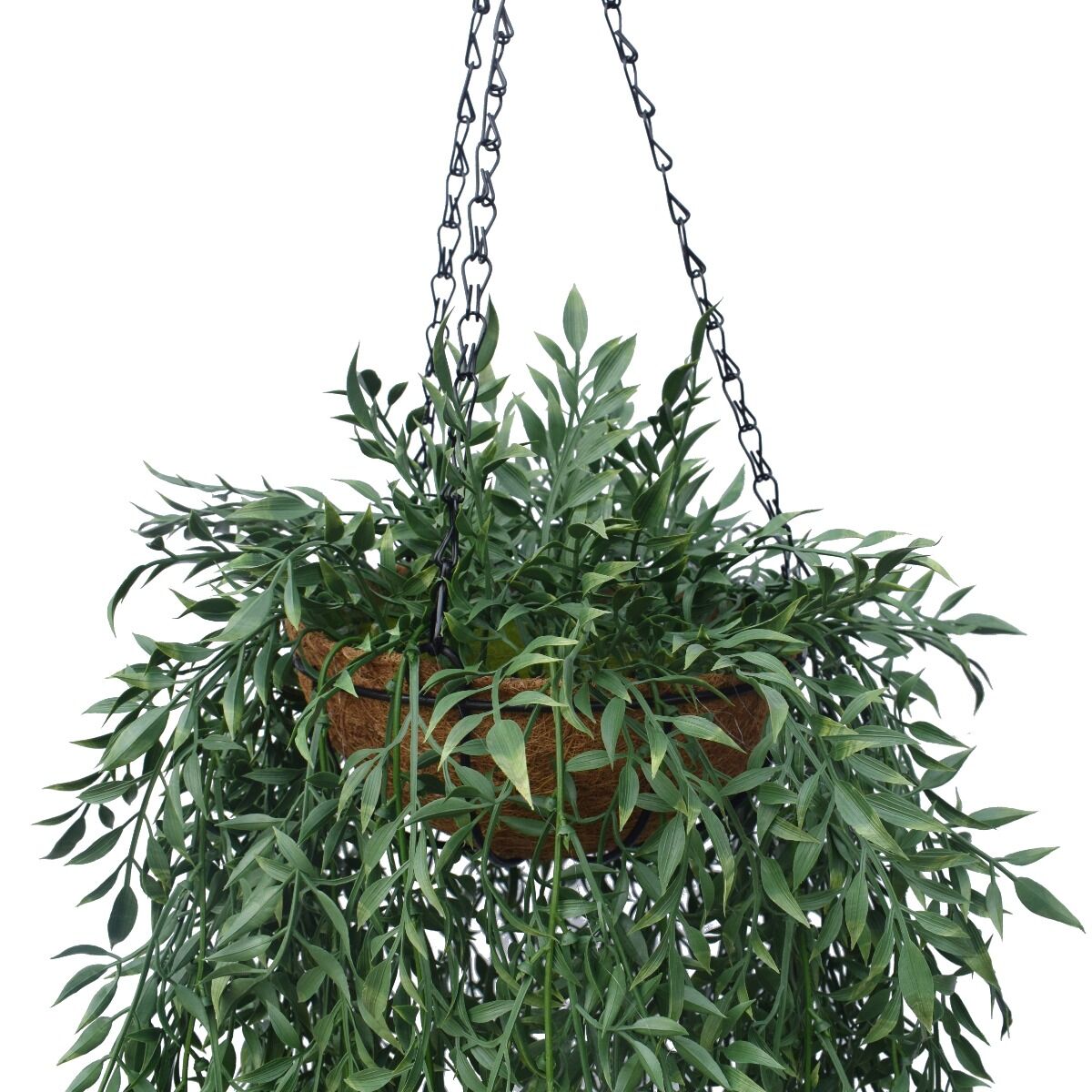 Hanging Fern Basket 110 cm Price