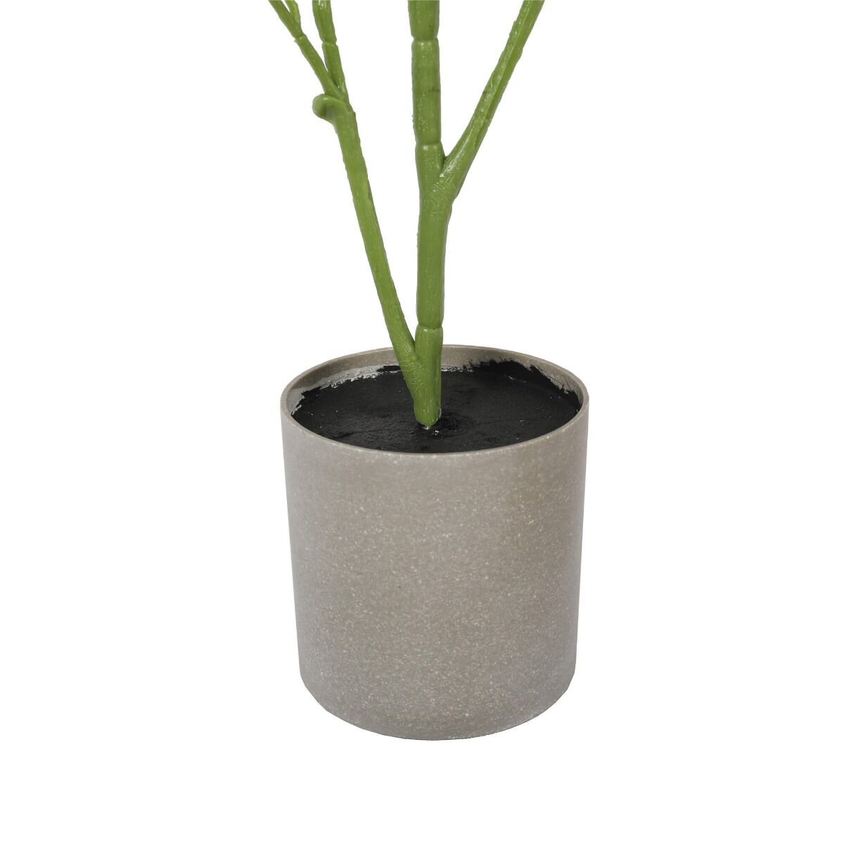 Bright Mixed Philodendron Plant 70cm Price