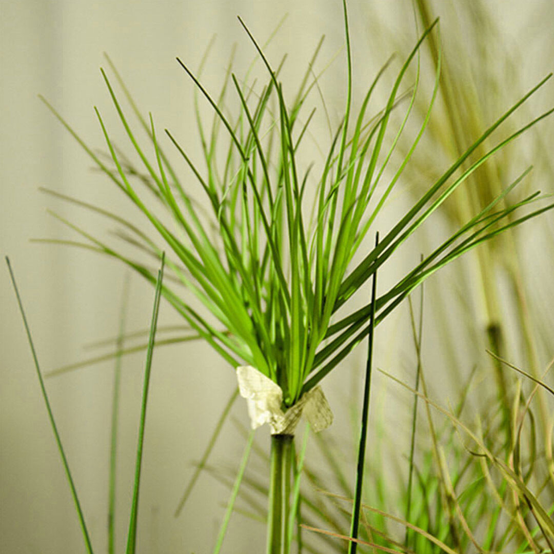 Purple Artificial Indoor Potted Papyrus Plant Tree Fake Simulation Decorative Price