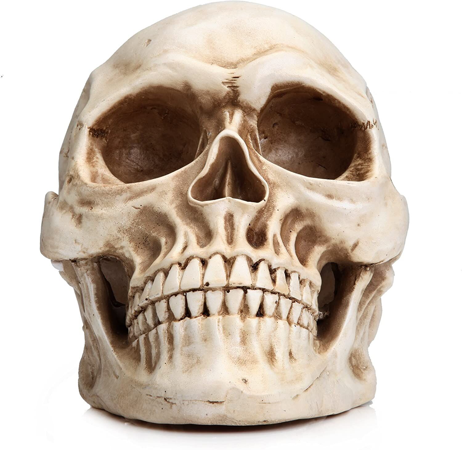 1:1 Replica Realistic Human Adult Skull Head Bone Model Price