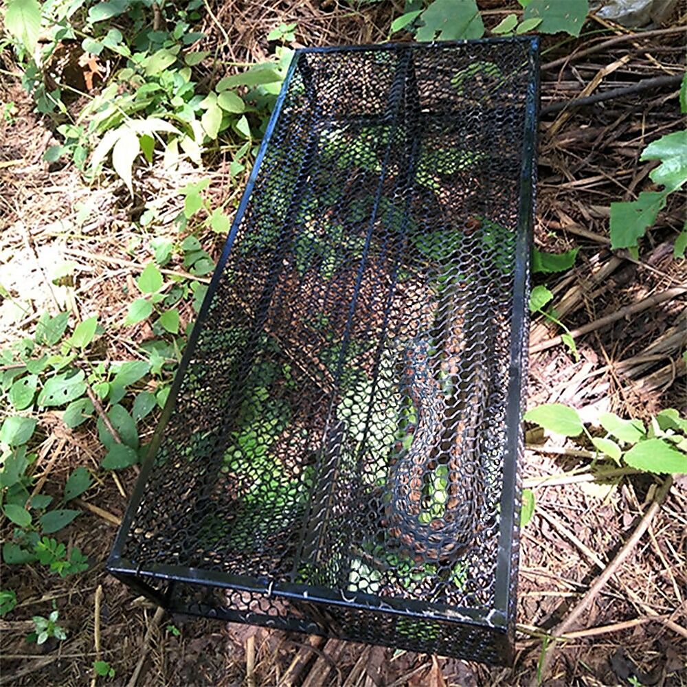 Humane Snake Trap Remove Small to Medium Snakes 2 Doors Price