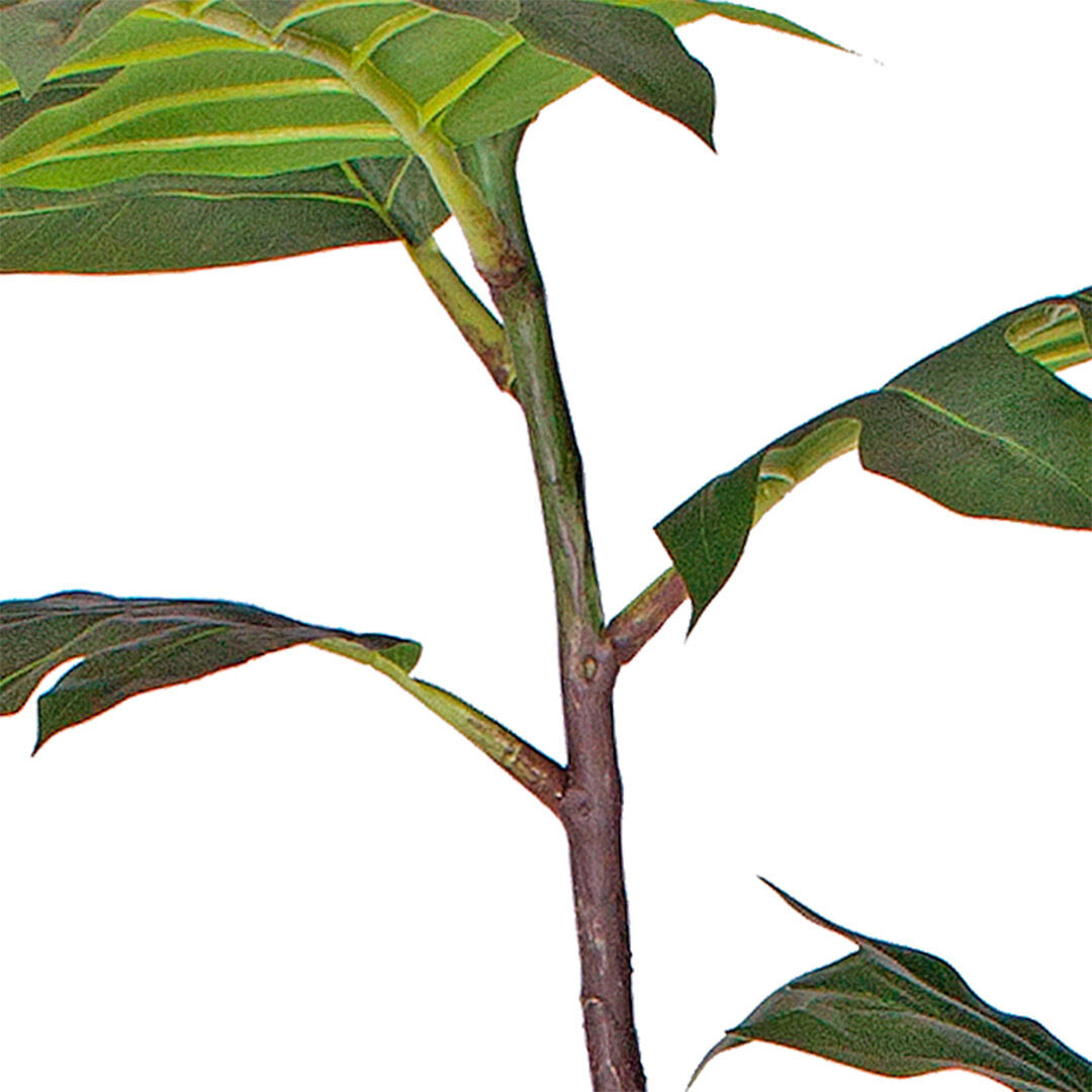 90cm 2-Trunk Artificial Natural Green Split-Leaf Philodendron Tree Fake Tropical Indoor Plant Home Office Décor Price
