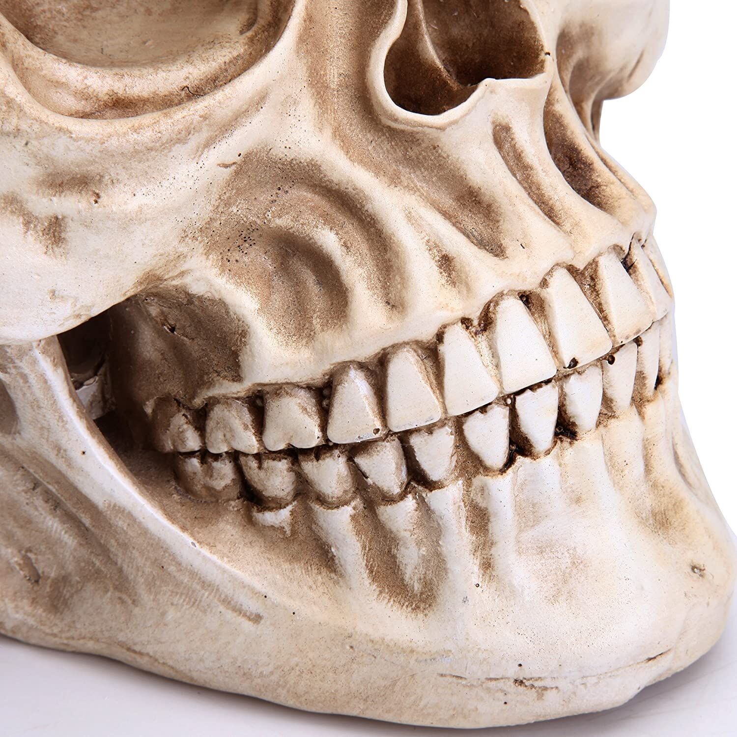 1:1 Replica Realistic Human Adult Skull Head Bone Model Price
