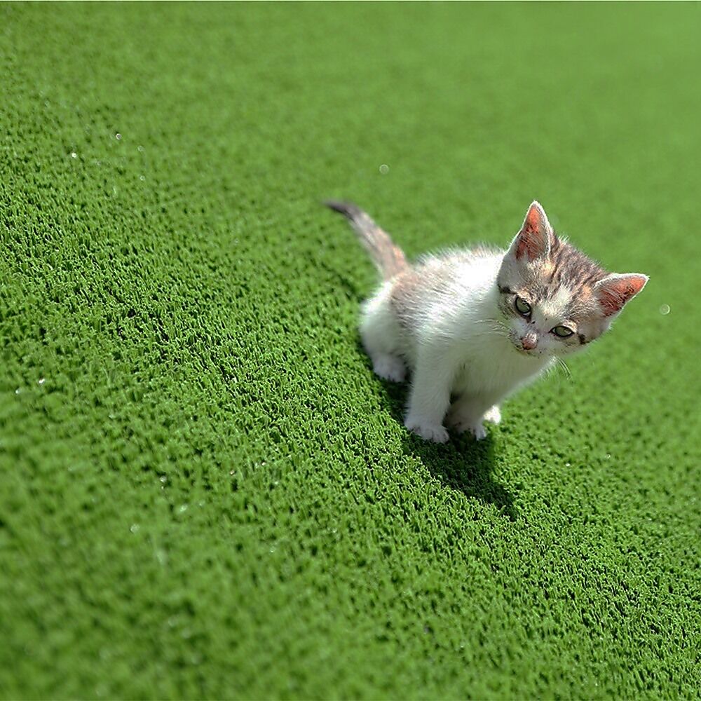 200cm x 250cm Lawn Turf Artificial Grass Mat Carpet Fake Synthetic Garden Landscape Price