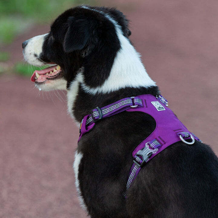 Lightweight Reflective Harness - Purple, M Price