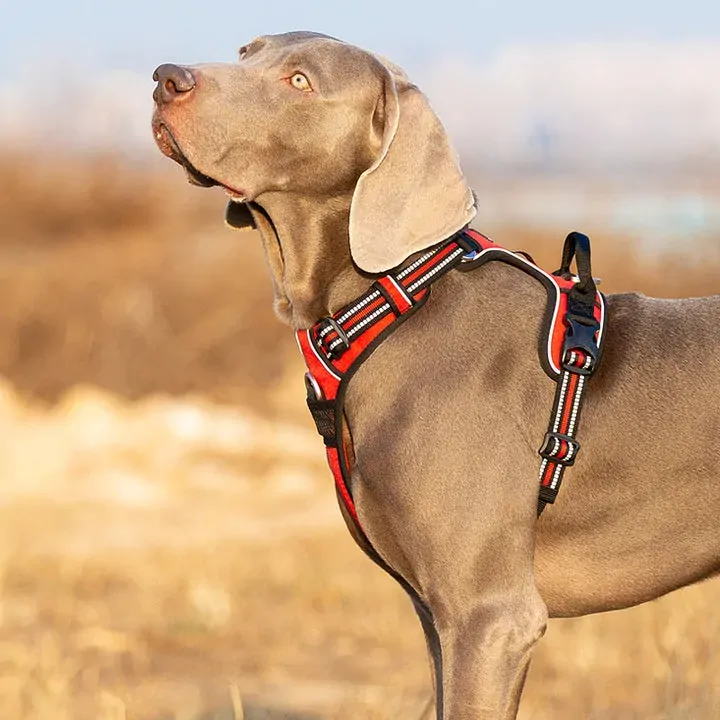No Pull Explosion Proof Dog Harness - Red, L Price