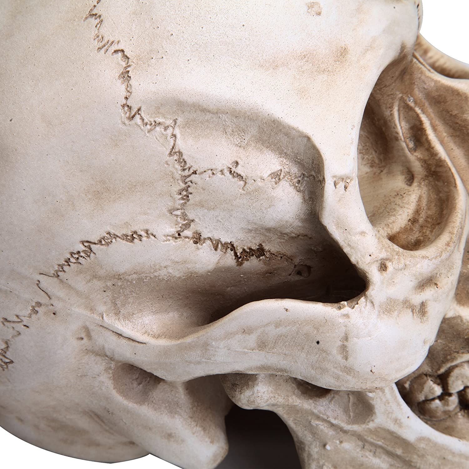 1:1 Replica Realistic Human Adult Skull Head Bone Model Price