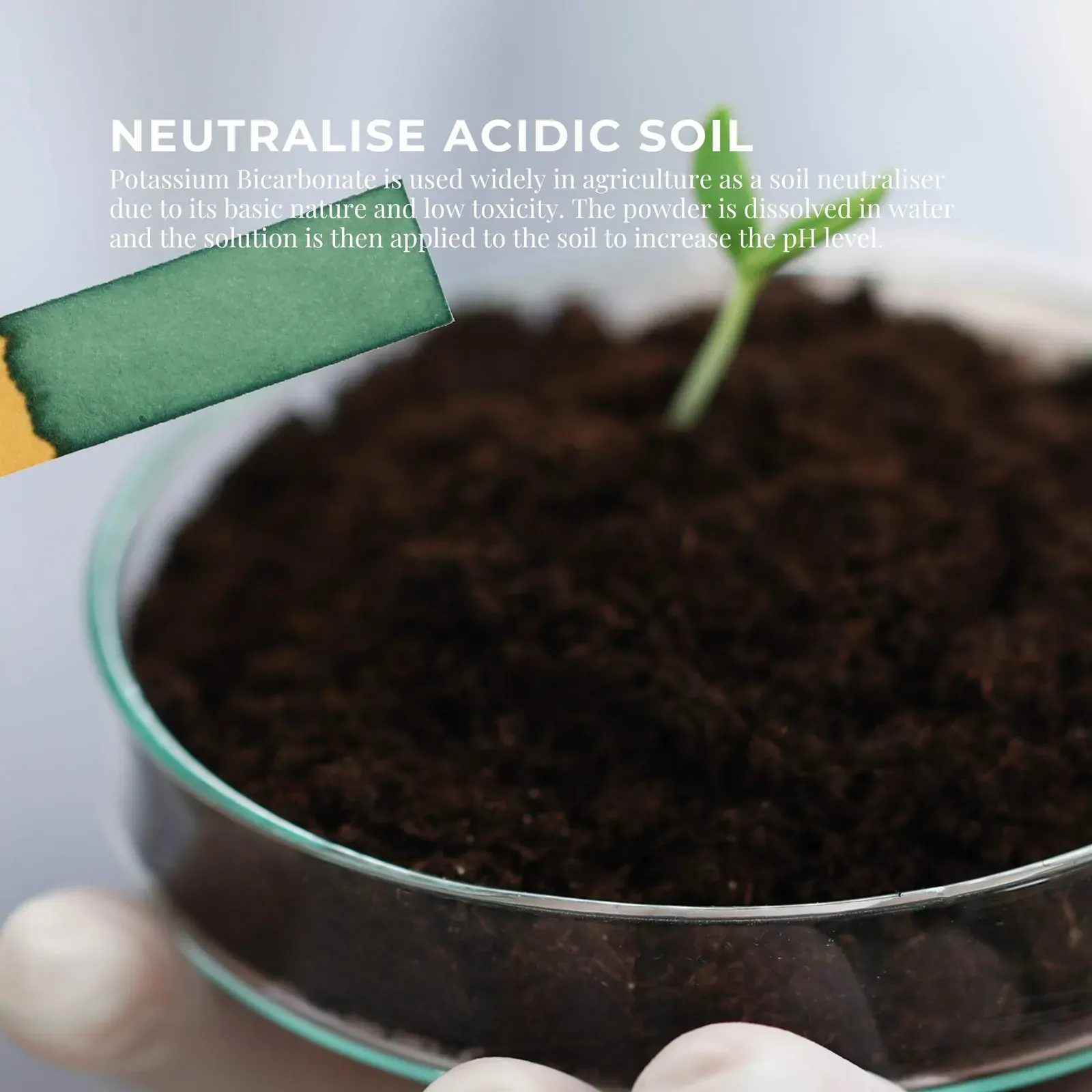1.3Kg Organic Potassium Bicarbonate Powder Tub Food Grade FCC for Brewing Baking Price
