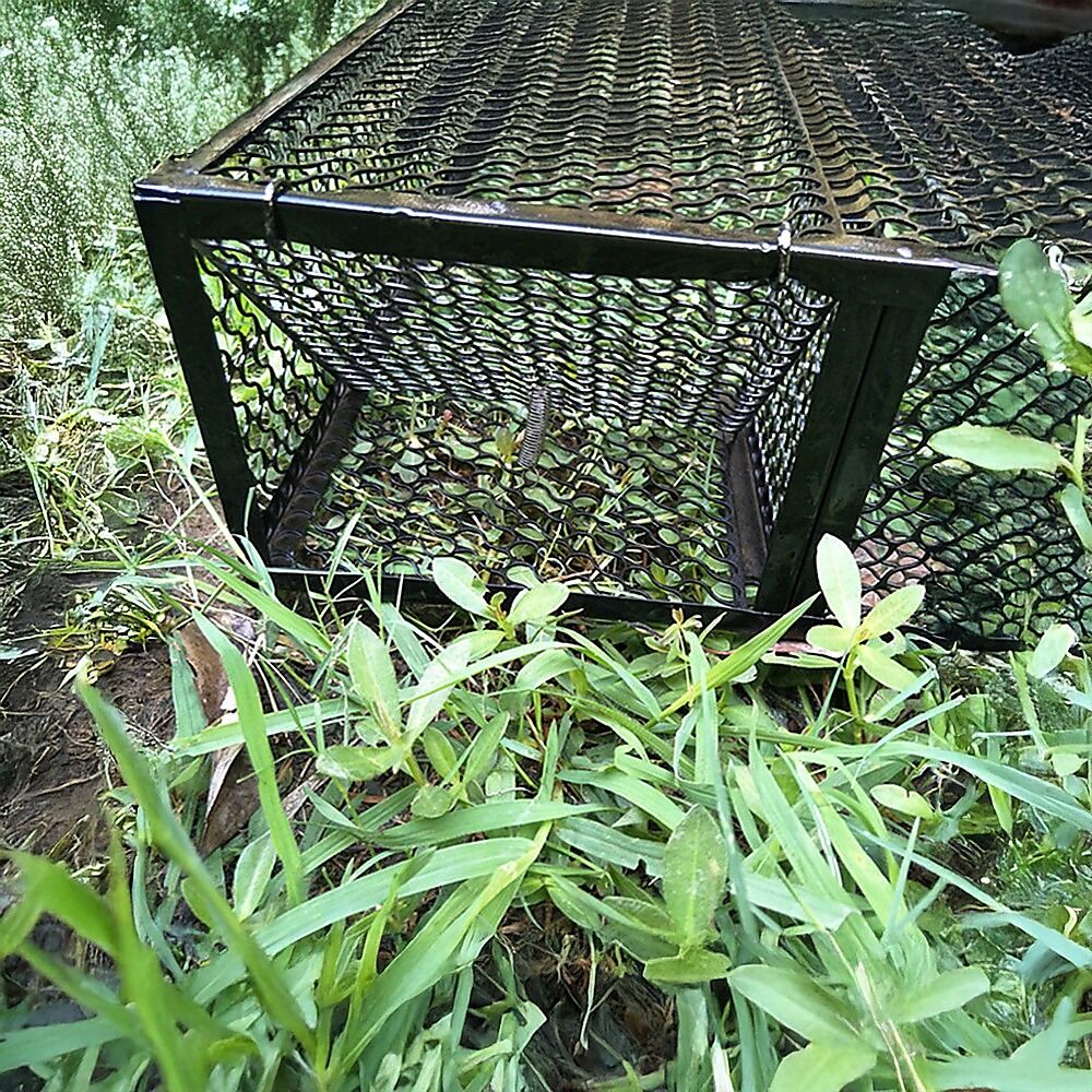 Humane Snake Trap Remove Small to Medium Snakes 2 Doors Price