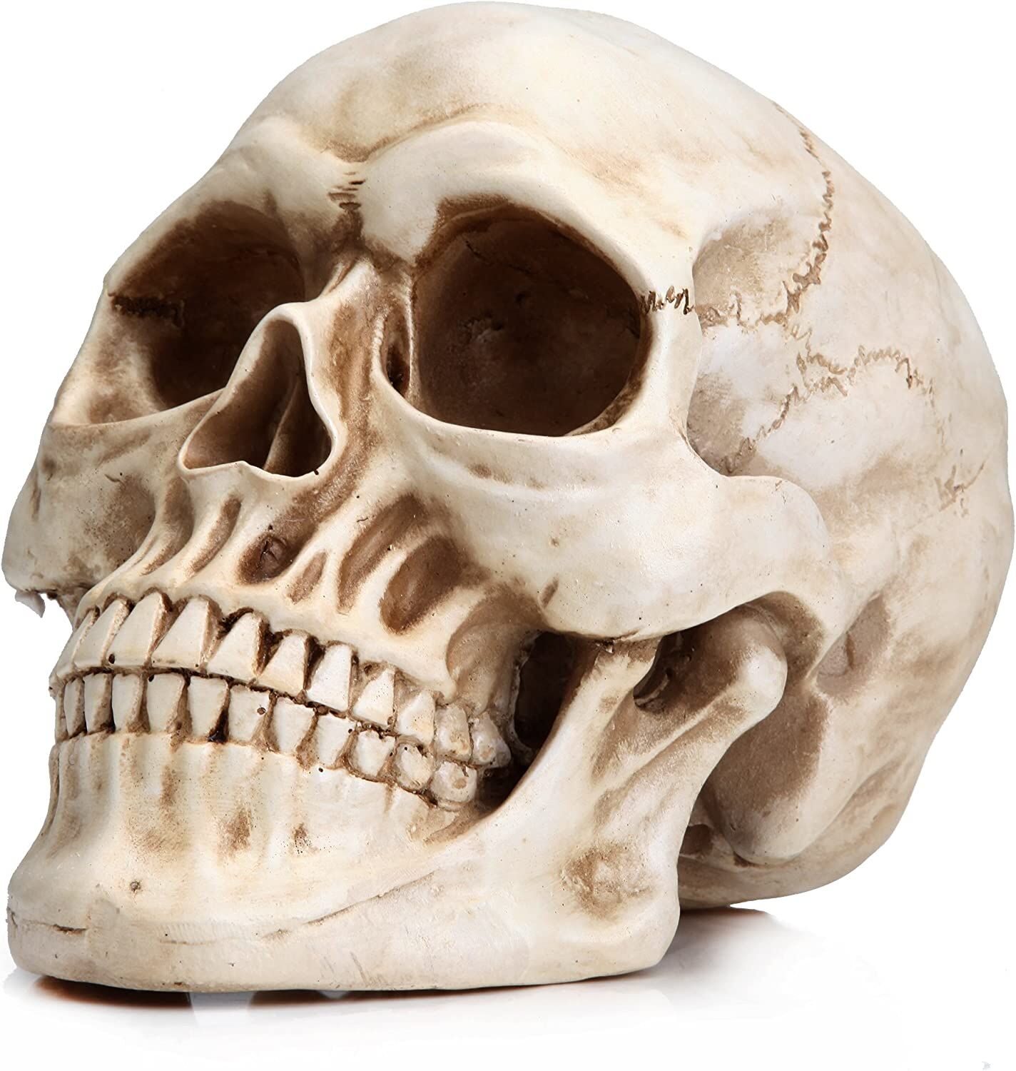 1:1 Replica Realistic Human Adult Skull Head Bone Model 1:1 Replica Realistic Human Adult Skull Head Bone Model
