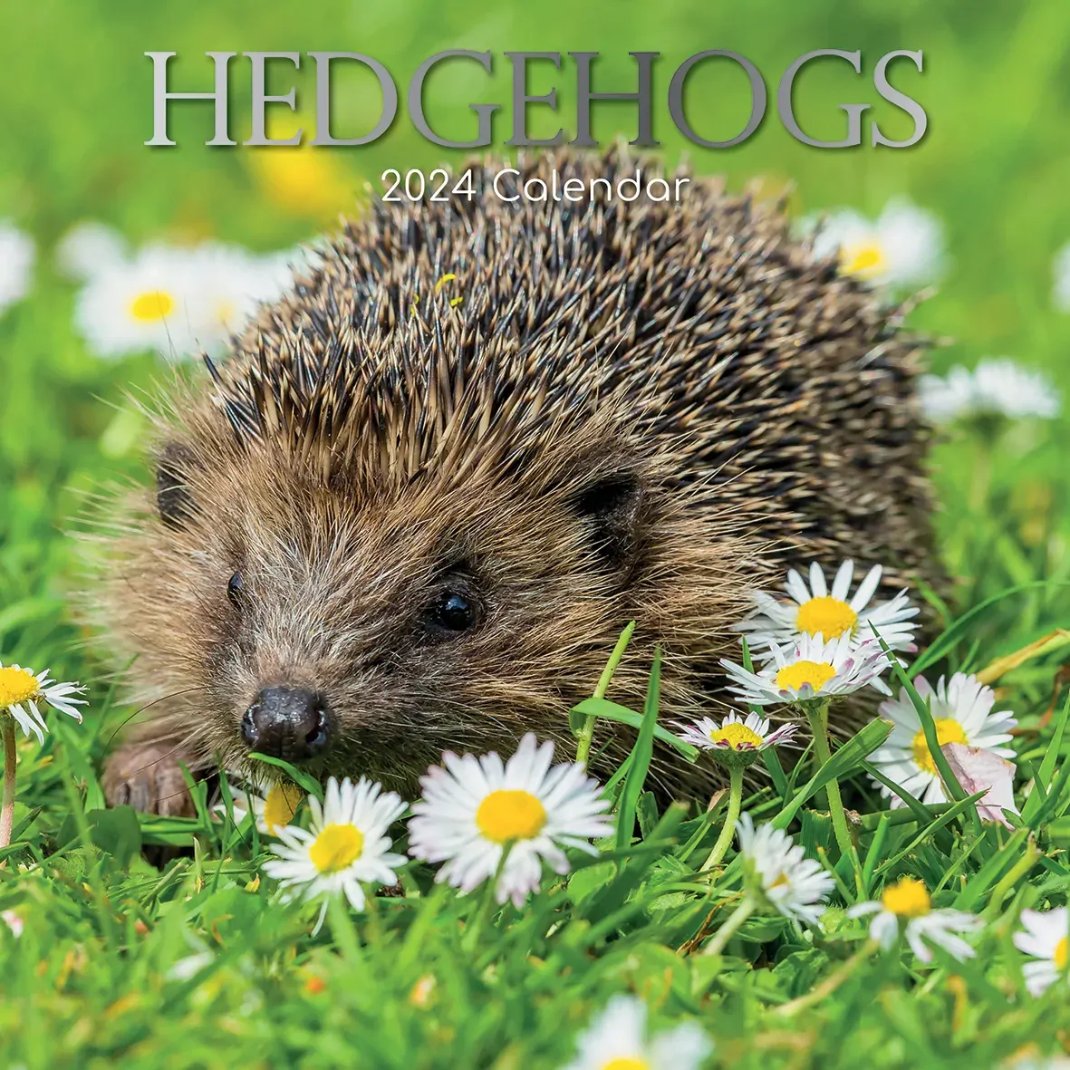 Hedgehogs - 2024 Square Wall Calendar Cute Pets Animals 16 Month Premium Planner Hedgehogs - 2024 Square Wall Calendar Cute Pets Animals 16 Month Premium Planner