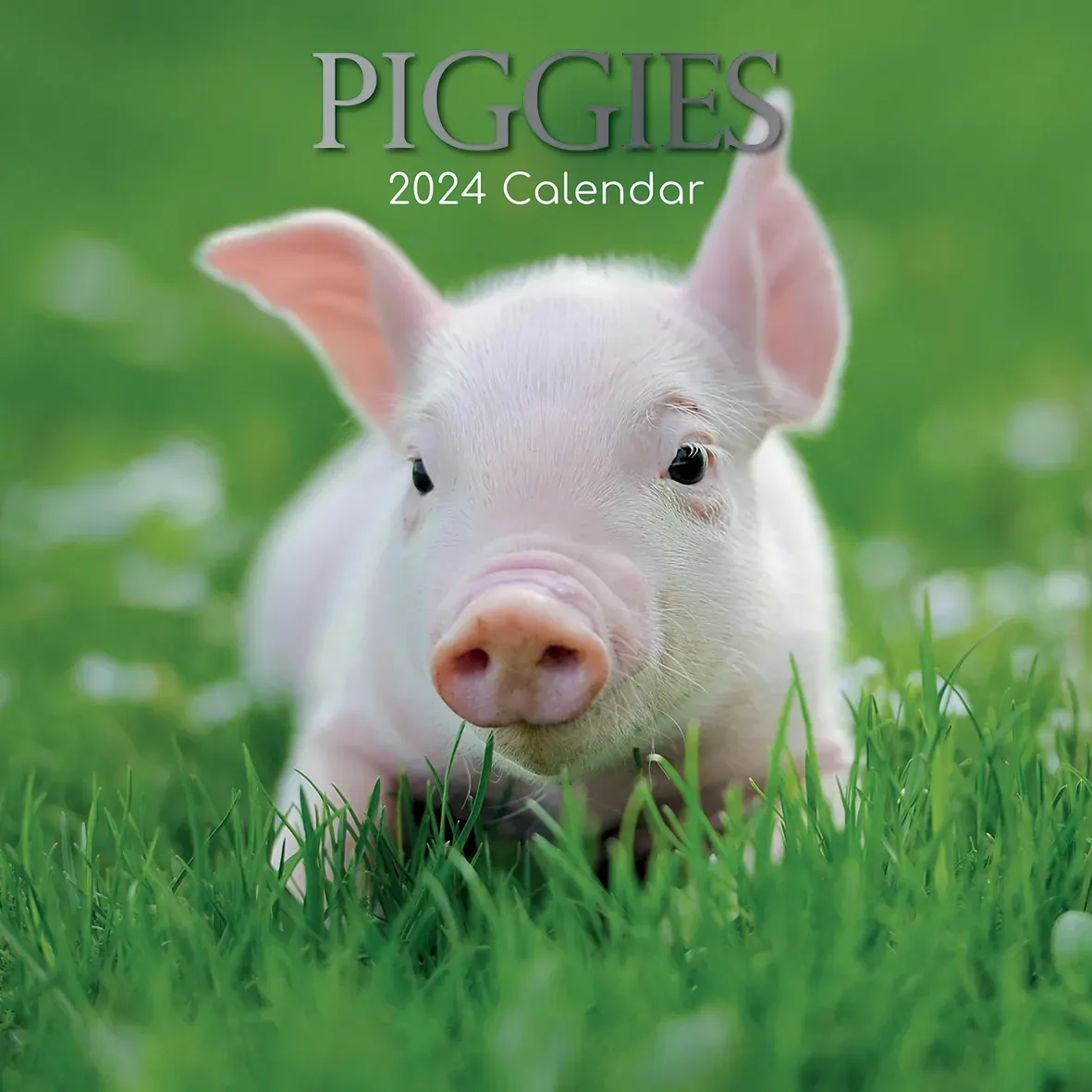 Piggies - 2024 Square Wall Calendar Pets Animals 16 Months New Year Gift Planner Piggies - 2024 Square Wall Calendar Pets Animals 16 Months New Year Gift Planner
