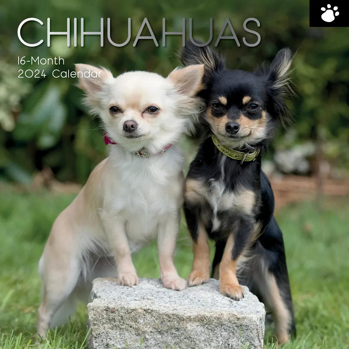 Chihuahuas 2024 Square Wall Calendar Pets Dog 16 Months Premium Planner New Year Chihuahuas 2024 Square Wall Calendar Pets Dog 16 Months Premium Planner New Year