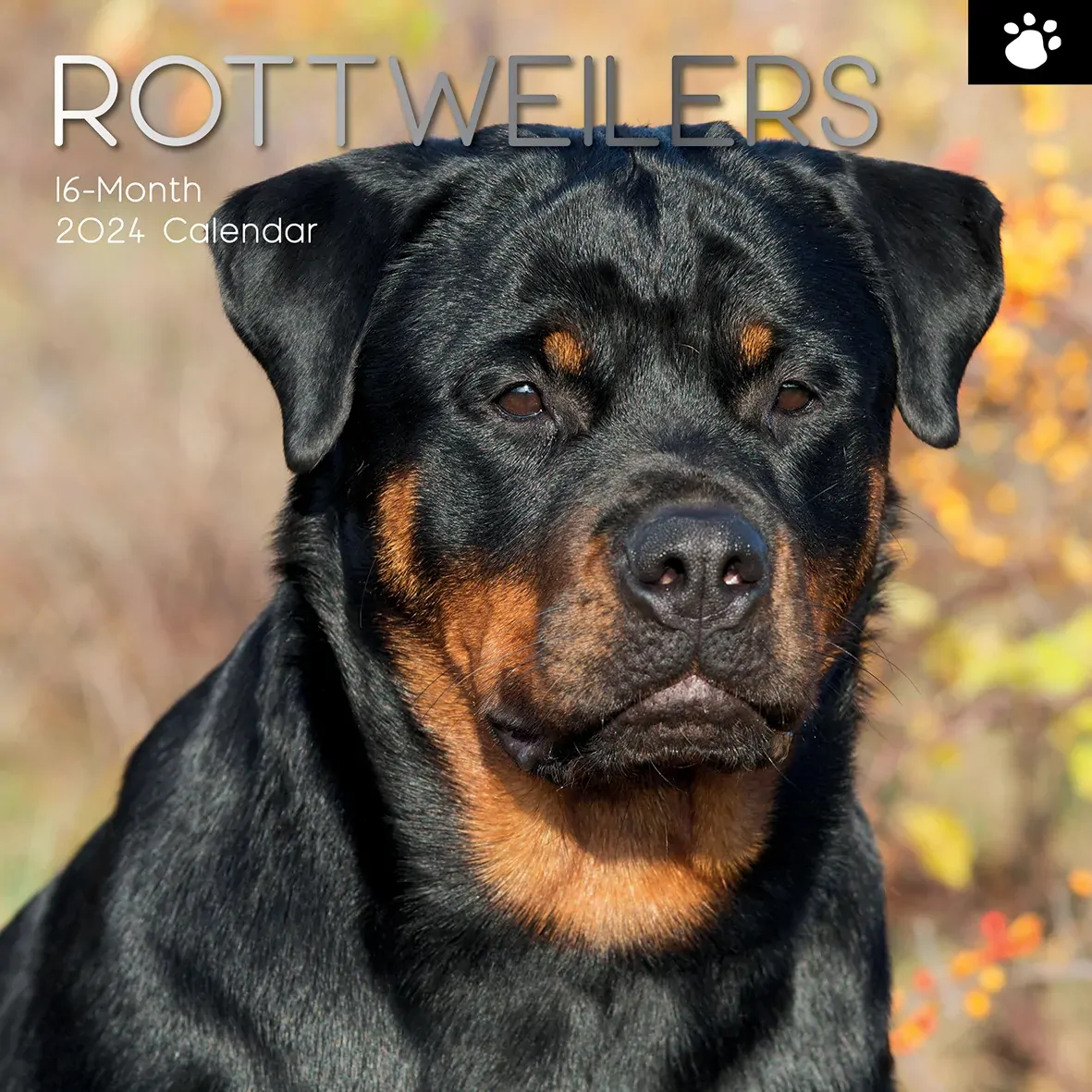 Rottweilers 2024 Square Wall Calendar Pets Dog 16 Month Premium Planner New Year Rottweilers 2024 Square Wall Calendar Pets Dog 16 Month Premium Planner New Year