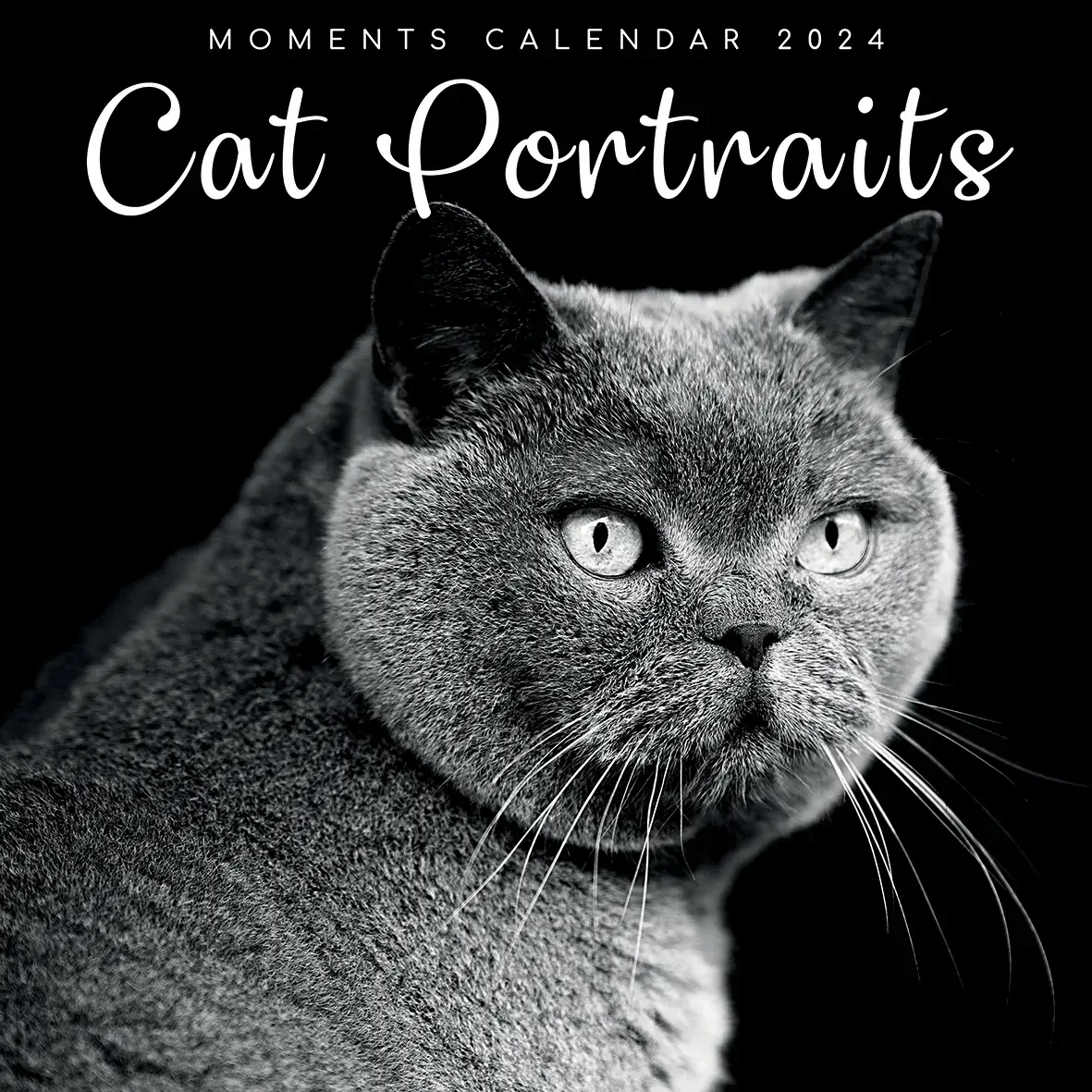 Cat Portraits - 2024 Square Wall Calendar 16 Months Black & White Planner Gift Cat Portraits - 2024 Square Wall Calendar 16 Months Black & White Planner Gift