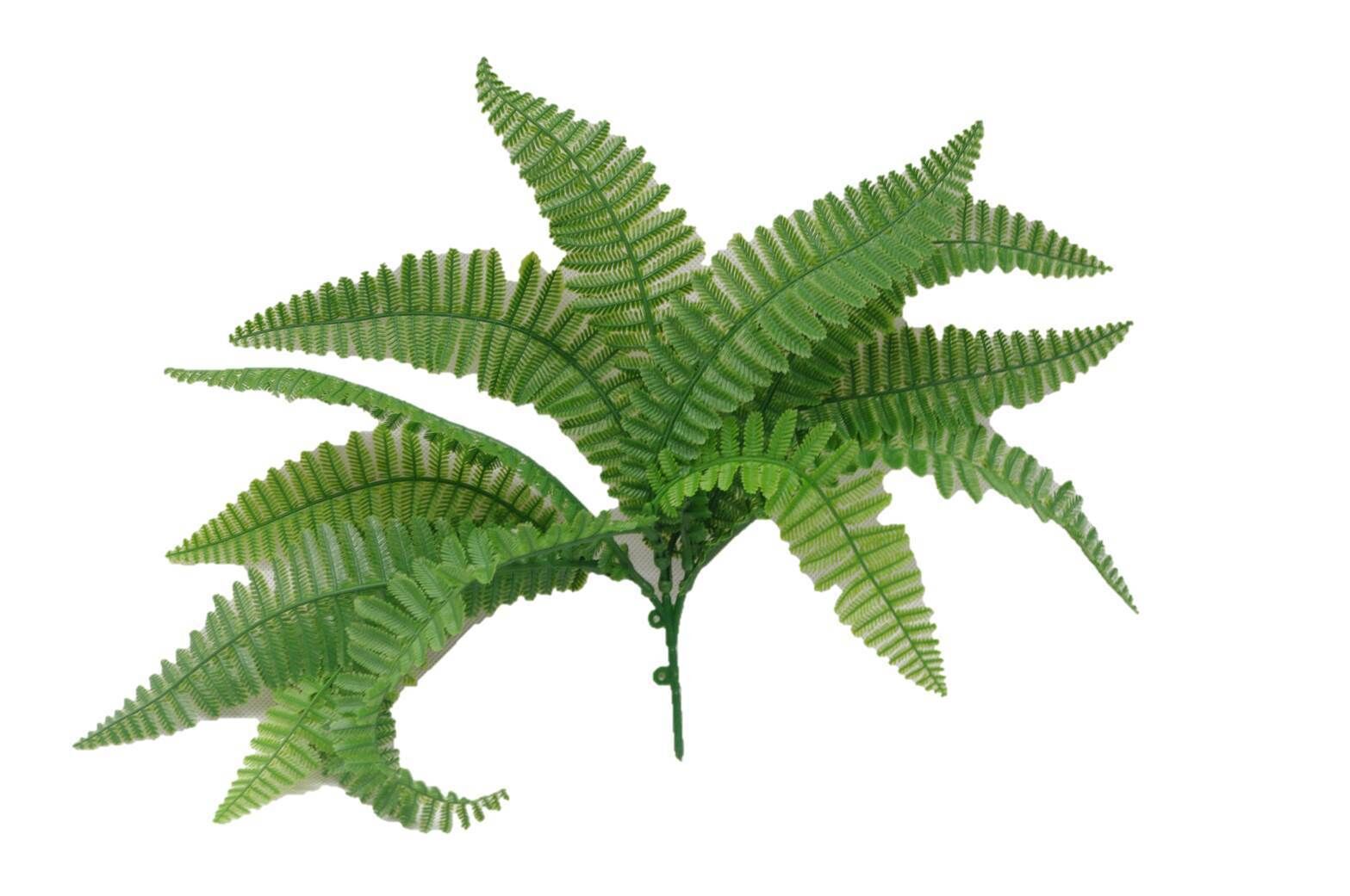 Fern Stem UV Fern Stem UV