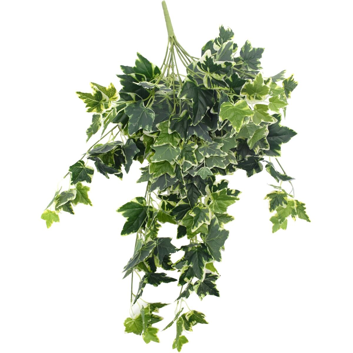 Mixed Green and White Tipped Ivy Bush 100cm Mixed Green and White Tipped Ivy Bush 100cm